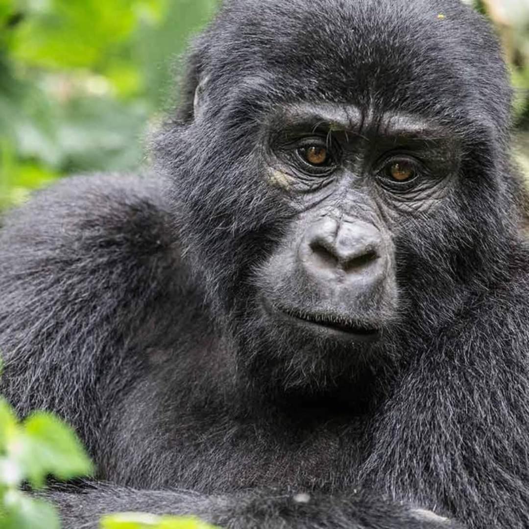 Gorilla Safari Lodge Rubuguli Экстерьер фото