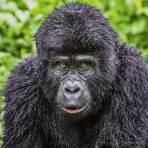 Gorilla Safari Lodge Rubuguli Экстерьер фото